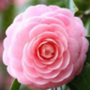 Meet your Posher, Coryn